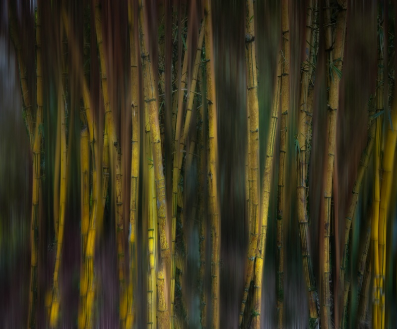 Bamboo